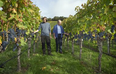 Weinreben Leiss