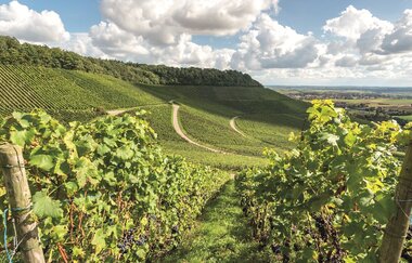 Weingut Sommer | © Neckar-Zaber-Tourismus e.V.