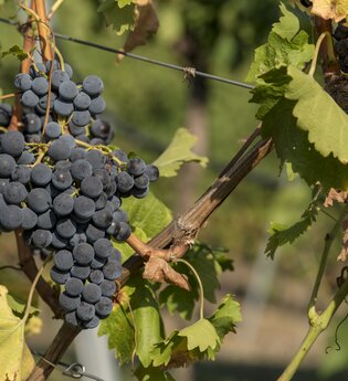Weingut Springer