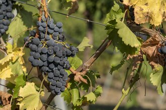 Weingut Springer
