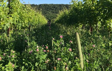 Piwis des BioWeingut Weinreuter | HeilbronnerLand | © BioWeingut Weinreuter