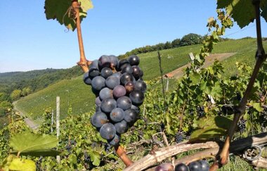 Weingut Vollmer | © Weingut Voller