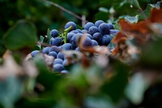 Weinstube Altes Rathaus | © Kraichgau-Stromberg Tourismus e.V.