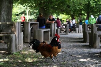 Wildtierpark Bad Mergentheim | © Wildtierpark Bad Mergentheim