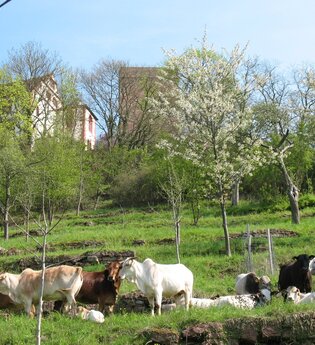 Zebuhof Gamburg | © Unbekannt