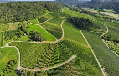 Weinberge in der Weinregion Hohenlohe | © Hohenlohe Künzelsau