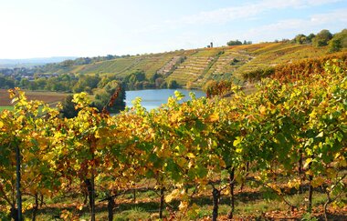 3B-Land: Wein & Obst-Tour | © Land der 1000 Hügel - Kraichgau-Stromberg