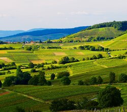 © Werbegemeinschaft Markgräflerland GmbH