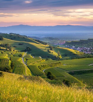 Badischer Weinradweg - Etappe 2: Kaiserstuhl/Tuniberg | © Naturgarten Kaiserstuhl GmbH
