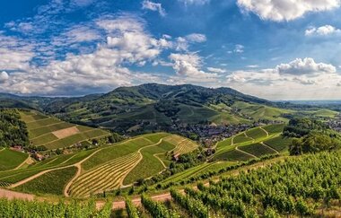 Badischer Weinradweg - Etappe 4: Ortenau Süd | © Unbekannt