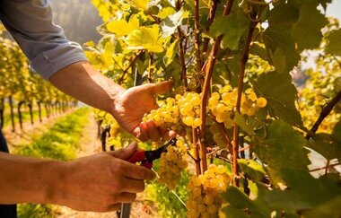 Badischer Weinradweg - Etappe 5: Ortenau Nord | © Weingut Nägelsförst