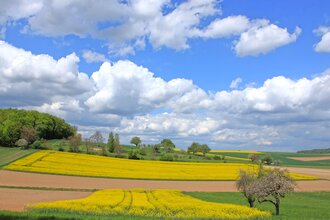 Bretten/Diedelsheim: Buchwald-Rundweg