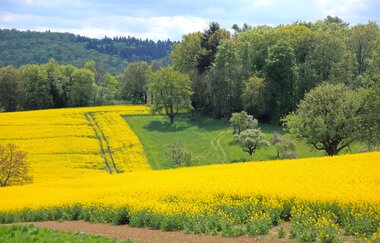 Bretten/Diedelsheim: Buchwald-Rundweg