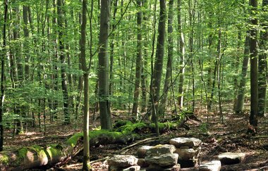 Bretten/Rinklingen: Dreieiche-Wanderweg