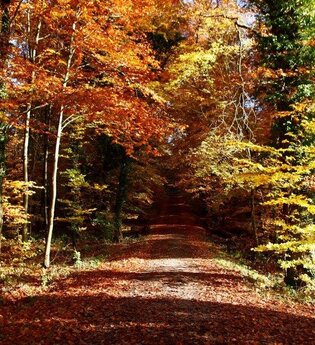 BT3 - Kleine Wanderung durch den Großen Wald