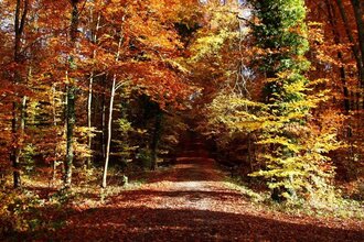 BT3 - Kleine Wanderung durch den Großen Wald