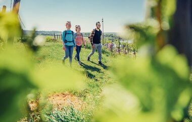 Eine Familie wandert den Weinwanderweg am Krappenfelsen durch die Weinberge entlang. | © Touristikgemeinschaft HeilbronnerLand