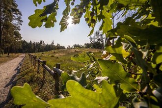 Durch Hirschacker- und Dossenwald | © Stadt Schwetzingen