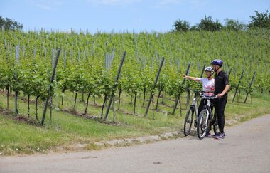 In den Weinbergen bei Bretzfeld | © Touristikgemeinschaft Hohenlohe, Künzelsau / Andi Schmid