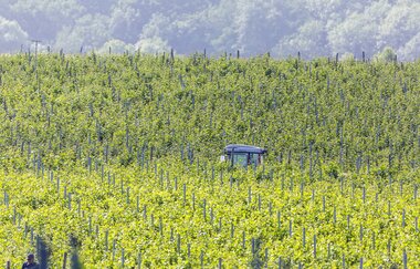 Weinberge in Talheim | © Arnulf Hettrich/Fnoxx | Gemeinde Talheim