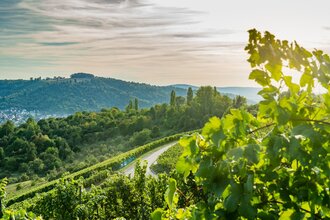Etappe 5: Von Marbach ins Remstal, weiter über Stuttgart nach Esslingen | Württemberger Weinradweg | © Remstal Tourismus e.V., Foto: Heiko Potthoff