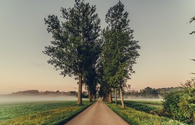 Etappe 6 - Allee im Nebel bei Ellwangen-Saverang | © Arbeitsgemeinschaft Kocher-Jagst-Radweg