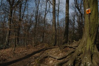 IVB MTB Tour 1 Stadtwaldrunde | am Gaffenberg | © Touristikgemeinschaft HeilbronnerLand