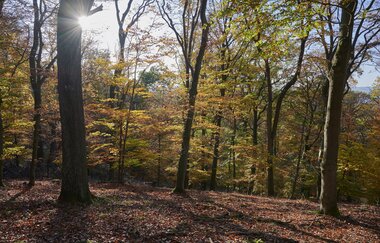 Naturpark im Herbst am Kraichgaublick. | © Naturpark Stromberg-Heuchelberg e.V. | Christian Ernst