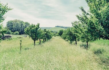 Blick in die Landschaft auf eine grüne Wiese mit grünen Streuobstbäumen. | © Touristikgemeinschaft HeilbronnerLand e.V.