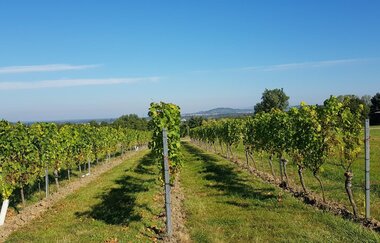 Kraichgau-Stromberg: Riesling-Tour | © Land der 1000 Hügel - Kraichgau-Stromberg