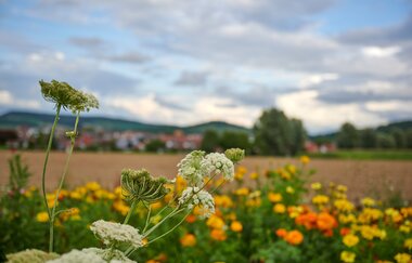 Kraichgau-Stromberg: Waldenser-Tour | © Kraichgau-Stromberg Tourismus e.V.