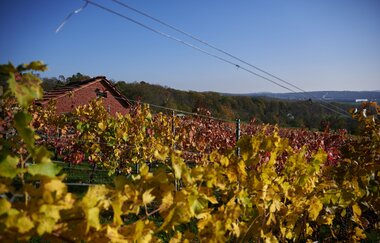 Kraichgau-Stromberg: Waldenser-Tour | © Land der 1000 Hügel - Kraichgau-Stromberg