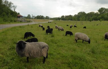 Leimbachroute - Vom Kraichgau zum Rhein | © Landratsamt Rhein-Neckar-Kreis