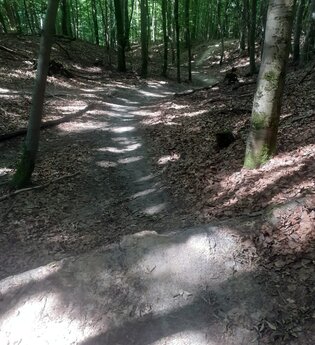 Trailweg zwischen belaubten Bäumen