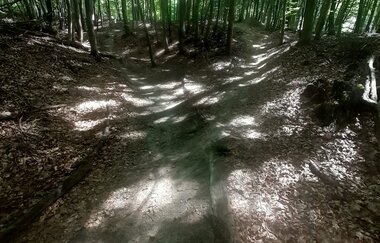 Trailweg zwischen belaubten Bäumen