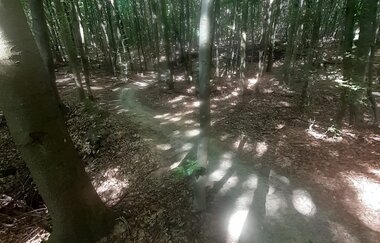 Trailweg zwischen belaubten Bäumen
