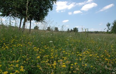 Naturdenkmal Waldheide Heilbronn | HeilbronnerLand