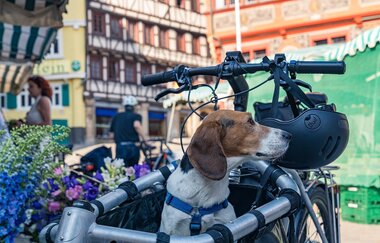 Neckartal-Radweg Marktplatz Tübingen Hund | © Geschäftsstelle Neckartal-Radweg_Maximilian Semsch