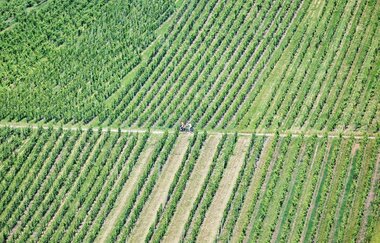Radfahrer fahren im Weinberg | © Touristikgemeinschaft Hohenlohe e. V. | Florian Trykowski