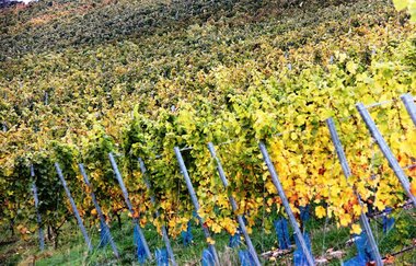 Ein herbstlicher Weinberg in bunten Farben | © Touristikgemeinschaft Hohenlohe e. V. | Gemeinde Schöntal