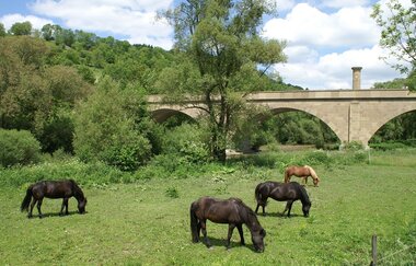 Islandpferde grasen auf einer Wiese bei Hohebach | © Touristikgemeinschaft Hohenlohe e. V. | Gemeinde Dörzbach
