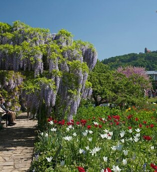 Rundtour Weinheim | © Landratsamt Rhein-Neckar-Kreis | Dorothea Burkhardt
