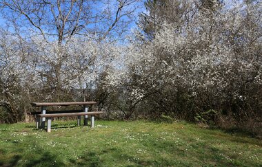 hölzerne Sitzgruppe vor weiß blühenden Büschen am Kulturweg im Frühling | © Petra Natzkowski