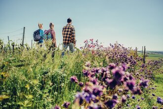 Wandern in den Weinbergen bei Lauffen | Lauffen am Neckar