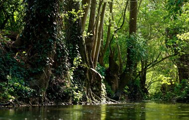 Kaywald im Naturschutzgebiet "Alte Neckarschlinge | Lauffen am Neckar | HeilbronnerLand