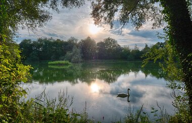 Seeloch im Naturschutzgebiet "Alte Neckarschlinge" | Lauffen am Neckar | HeilbronnerLand