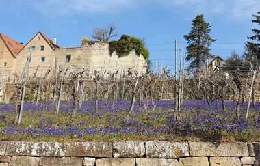 Neckarweg an der Stadtmauer | Lauffen am Neckar | HeilbronnerLand