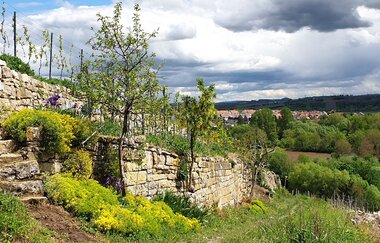 Panoramaweg Hölderlin & Wein | Lauffen am Neckar | HeilbronnerLand