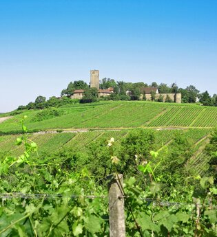 SU2 - Wandern zwischen Wein, Wald und Streuobstwiesen