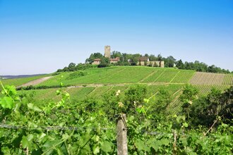 SU2 - Wandern zwischen Wein, Wald und Streuobstwiesen